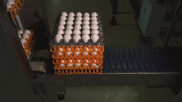 Close Footage Egg Factory Chicken Farm — Stock Video