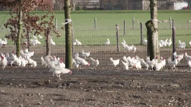 Frangos White Free Range Terras Agrícolas Nos Países Baixos Correndo — Vídeo de Stock