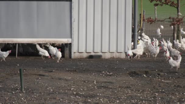 Pollos Camperos Blancos Las Tierras Cultivo Los Países Bajos — Vídeo de stock