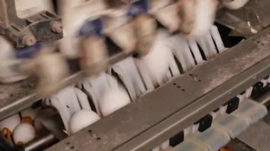 Tavuk çiftliğindeki yumurta fabrikasının yakın plan görüntüleri.