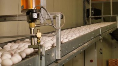 Tavuk çiftliğindeki yumurta taşıyıcısının yakın çekim görüntüleri.