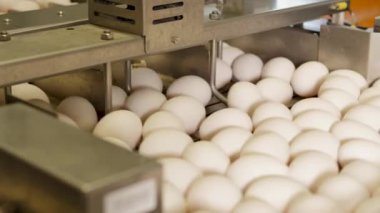 Tavuk çiftliğindeki yumurta taşıyıcısının yakın çekim görüntüleri.