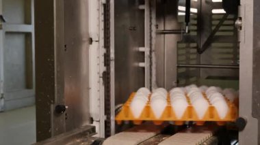 Tavuk çiftliğindeki yumurta fabrikasının yakın plan görüntüleri.