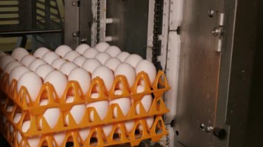 Tavuk çiftliğindeki yumurta fabrikasının yakın plan görüntüleri.