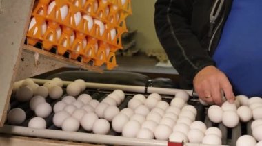 Tavuk çiftliğindeki yumurta taşıyıcısının yakın çekim görüntüleri.