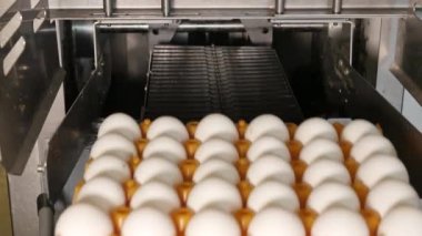 Tavuk çiftliğindeki yumurta fabrikasının yakın plan görüntüleri.