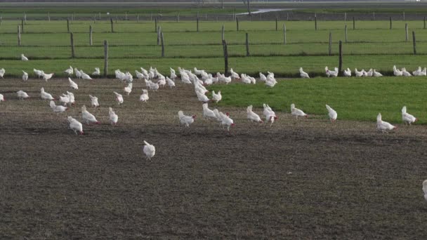Fehér Szabadtartású Csirkék Hollandiai Mezőgazdasági Területeken Rohangálnak — Stock videók