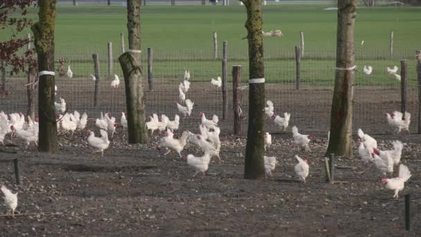 荷兰农田里的白色自由放养的小鸡四处乱跑 — 图库视频影像