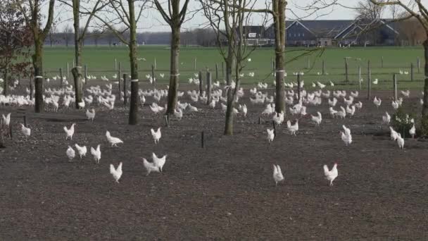 荷兰农田里的白色自由放养的小鸡四处乱跑 — 图库视频影像