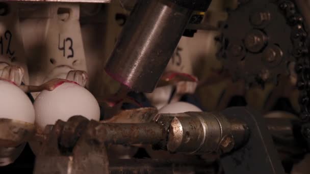 Tavuk Çiftliğindeki Yumurta Taşıyıcısının Yakın Çekim Görüntüleri — Stok video
