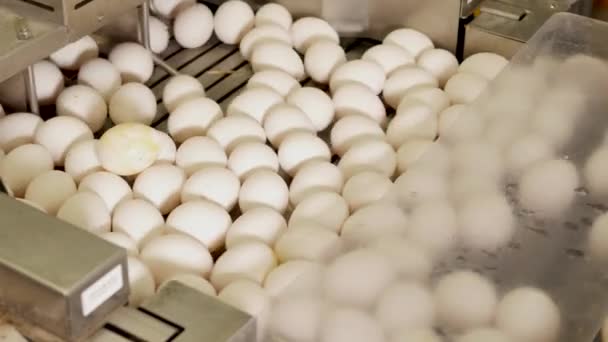Primer Plano Cinta Transportadora Huevos Granja Pollos — Vídeos de Stock