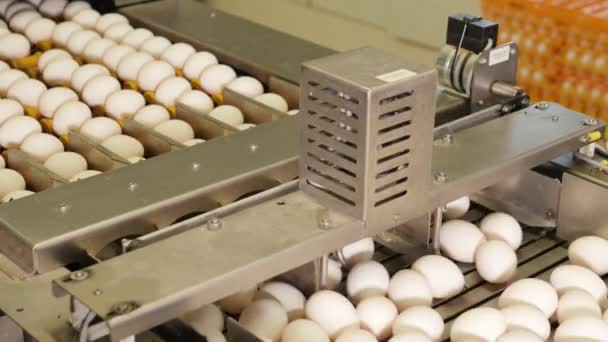 Close Footage Egg Conveyor Chicken Farm — Stock Video