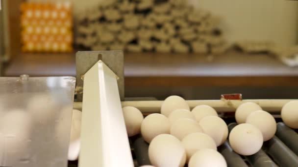 Close Footage Egg Conveyor Chicken Farm — Stock Video
