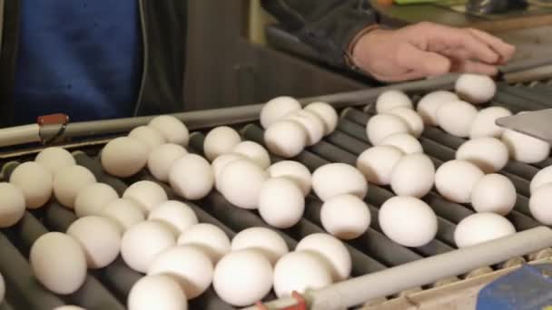 Närbilder Äggtransportören Hönsuppfödningen — Stockvideo