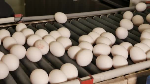 Close Footage Egg Conveyor Chicken Farm — Stock Video