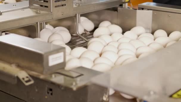 Primer Plano Cinta Transportadora Huevos Granja Pollos — Vídeos de Stock