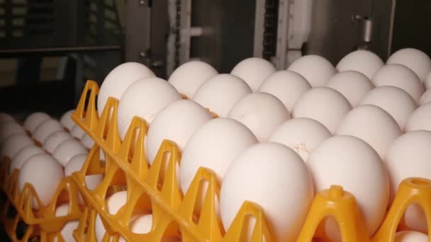 Close Footage Egg Factory Chicken Farm — Stock Video