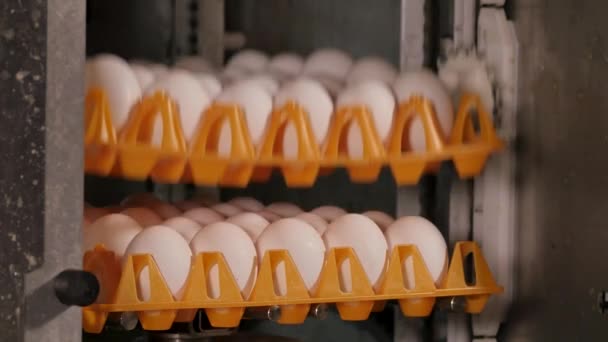 Close Footage Egg Factory Chicken Farm — Stock Video