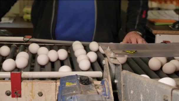 Primer Plano Cinta Transportadora Huevos Granja Pollos — Vídeos de Stock