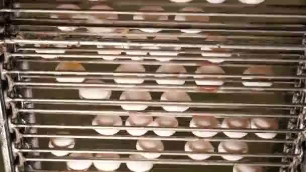 Primer Plano Cinta Transportadora Huevos Granja Pollos — Vídeo de stock
