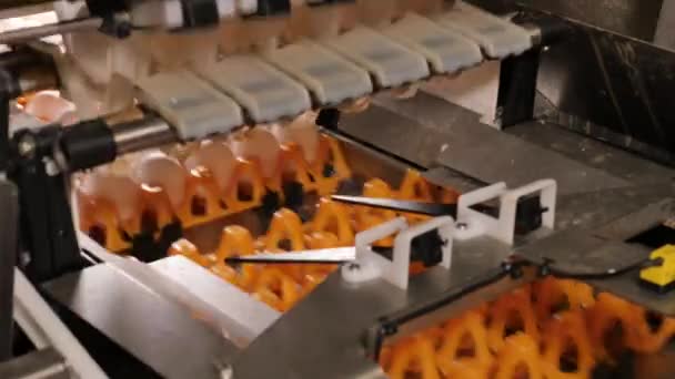 鸡场鸡蛋工厂的特写镜头 — 图库视频影像