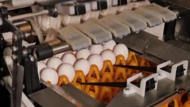 Lähikuva Kananmunatehtaasta Kanatilalla — kuvapankkivideo