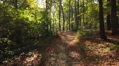 Sonbahar ormanı 'Corversbos' un manzaralı görüntüleri ve Hollanda 'da Hilversum adında bir kentin kıyısında.