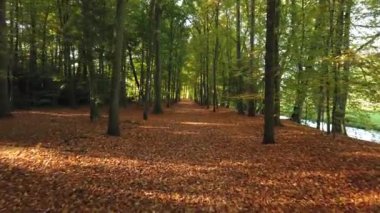 Sonbahar ormanı 'Corversbos' un manzaralı görüntüleri ve Hollanda 'da Hilversum adında bir kentin kıyısında.