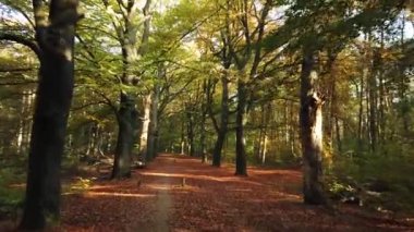 Sonbahar ormanı 'Corversbos' un manzaralı görüntüleri ve Hollanda 'da Hilversum adında bir kentin kıyısında.