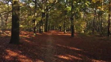 Sonbahar ormanı 'Corversbos' un manzaralı görüntüleri ve Hollanda 'da Hilversum adında bir kentin kıyısında.