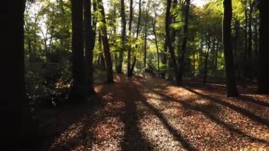 Sonbahar ormanı 'Corversbos' un manzaralı görüntüleri ve Hollanda 'da Hilversum adında bir kentin kıyısında.