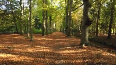 Sonbahar ormanı 'Corversbos' un manzaralı görüntüleri ve Hollanda 'da Hilversum adında bir kentin kıyısında.