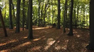 Sonbahar ormanı 'Corversbos' un manzaralı görüntüleri ve Hollanda 'da Hilversum adında bir kentin kıyısında.