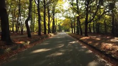 Sonbahar ormanı 'Corversbos' un manzaralı görüntüleri ve Hollanda 'da Hilversum adında bir kentin kıyısında.