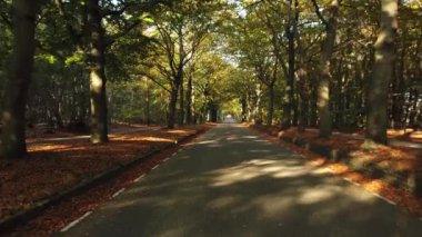 Sonbahar ormanı 'Corversbos' un manzaralı görüntüleri ve Hollanda 'da Hilversum adında bir kentin kıyısında.