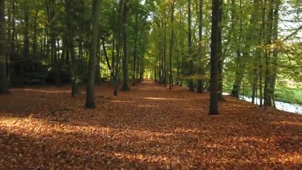 Malownicze Ujęcia Jesiennego Lasu Corversbos Znajduje Się Skraju Miasta Hilversum — Wideo stockowe