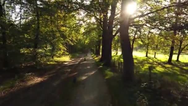 Natursköna Bilder Höstskogen Corversbos Och Ligger Utkanten Staden Hilversum Nederländerna — Stockvideo