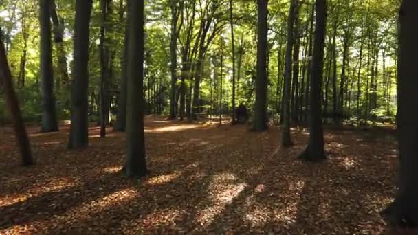 秋の森の風景映像 Corversボス とオランダのヒルフェルスムと呼ばれる町の端にあります — ストック動画