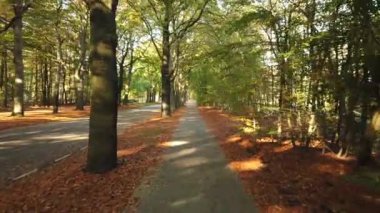 Sonbahar ormanı 'Corversbos' un manzaralı görüntüleri ve Hollanda 'da Hilversum adında bir kentin kıyısında.