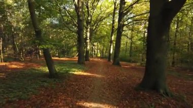 Sonbahar ormanı 'Corversbos' un manzaralı görüntüleri ve Hollanda 'da Hilversum adında bir kentin kıyısında.