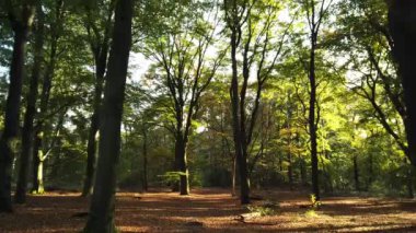 Sonbahar ormanı 'Corversbos' un manzaralı görüntüleri ve Hollanda 'da Hilversum adında bir kentin kıyısında.