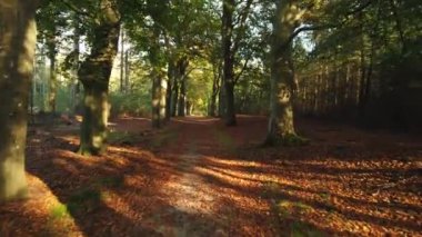 Sonbahar ormanı 'Corversbos' un manzaralı görüntüleri ve Hollanda 'da Hilversum adında bir kentin kıyısında.