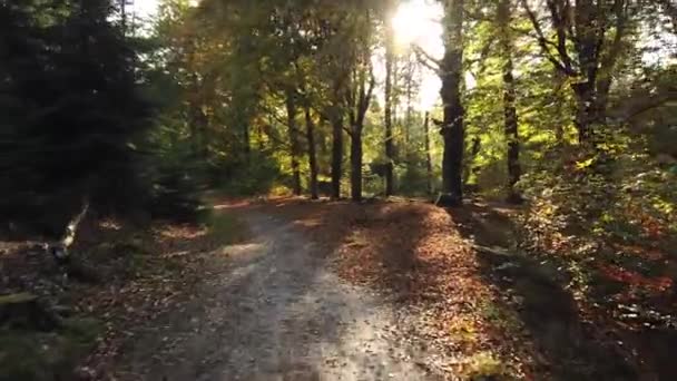 Szenische Aufnahmen Des Herbstlichen Waldes Corversbos Und Liegt Rande Der — Stockvideo