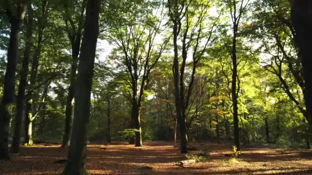 Natursköna Bilder Höstskogen Corversbos Och Ligger Utkanten Staden Hilversum Nederländerna — Stockvideo