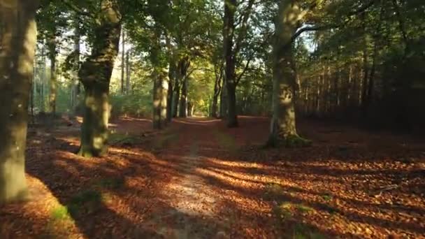 Imágenes Escénicas Del Bosque Otoñal Corversbos Está Las Afueras Ciudad — Vídeo de stock