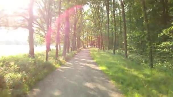 Voie forestière POV avec éruption solaire épique