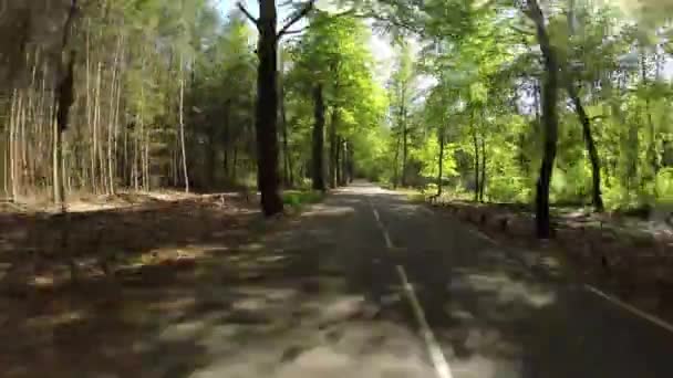 Pov Guidare All Indietro Attraverso Strada Forestale Con Raggi Sole — Video Stock