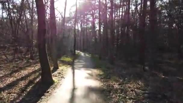 Pov Cykling Genom Skogsväg — Stockvideo