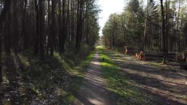 Pov Bicicletta Attraverso Strada Forestale — Video Stock