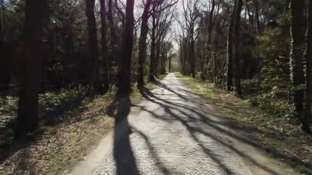 Pov Bicicletta Attraverso Strada Forestale — Video Stock